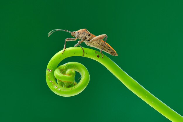 Grasshopper on a leaf in  nature background