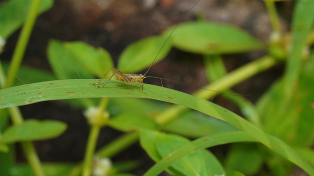 A grasshopper on a leaf