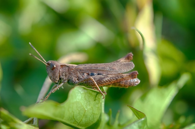 Photo grasshopper on leaf