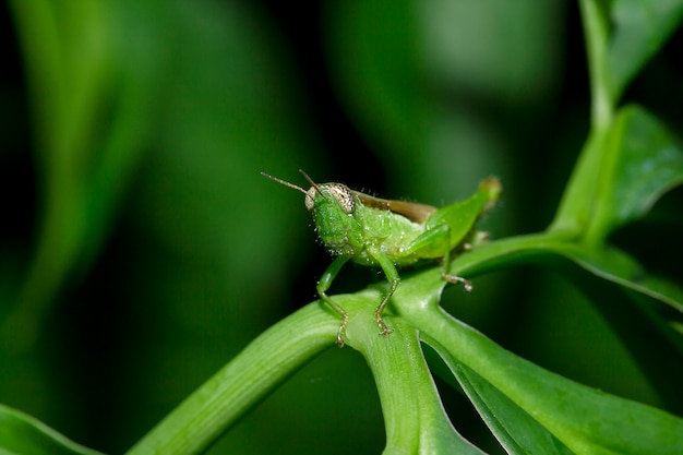 Grasshopper on the leaves