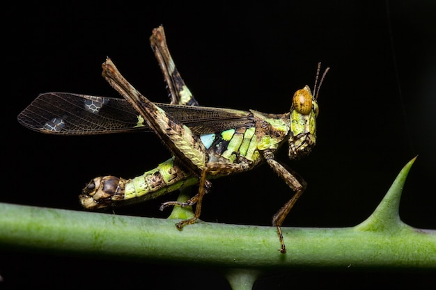 Grasshopper living on the leaf in the natural