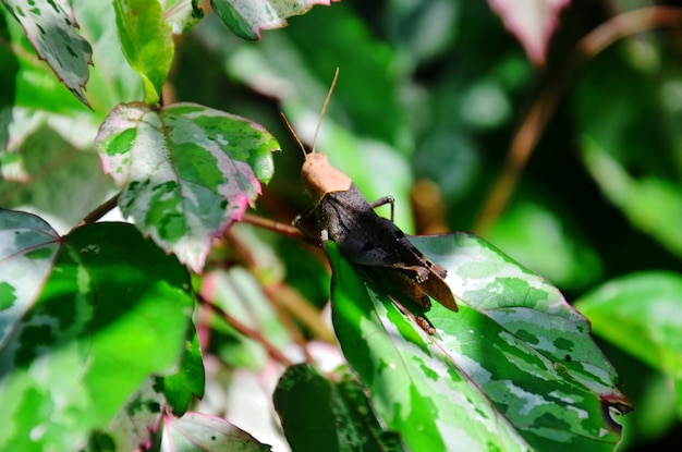 Grasshopper locust perches or small arthropoda insect on leaf plant tree in jungle of Chet Sao Noi Waterfall and forest national park at Saraburi Thailand