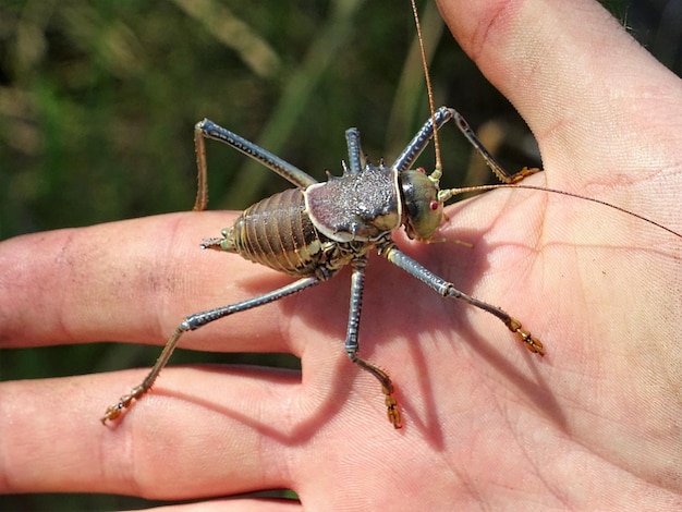 Photo grasshopper in lower zambezi national park zambia