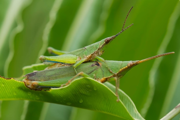 Photo grasshopper matting on plant