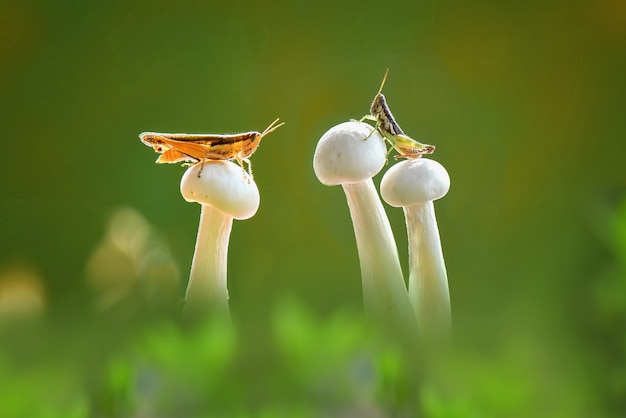 grasshopper  on  mushroom  with green background