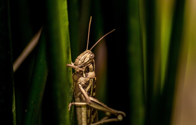 Foto la cavalletta nel mio giardino