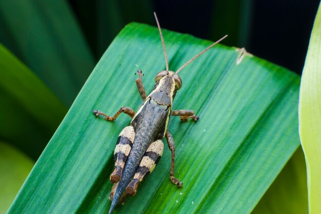 Grasshopper in nature