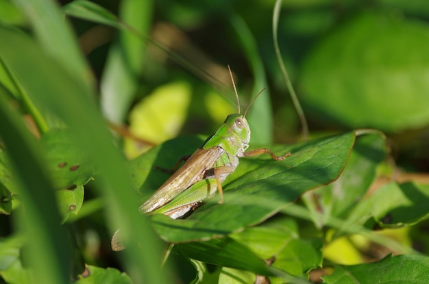 Grasshopper op de plant