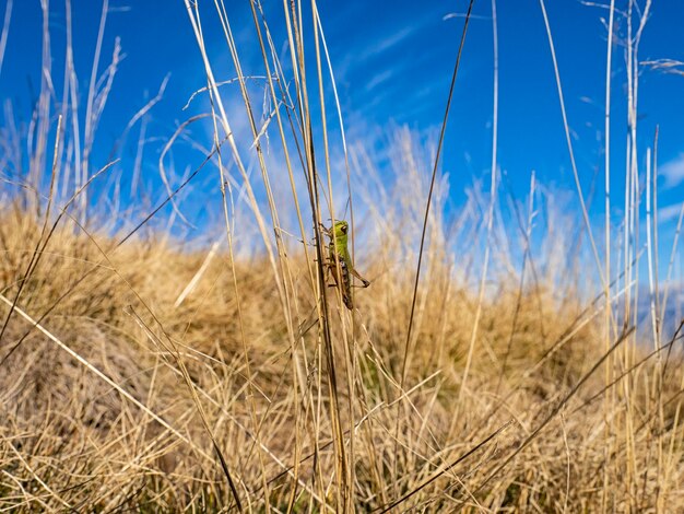 Foto grasshopper op een grasblad