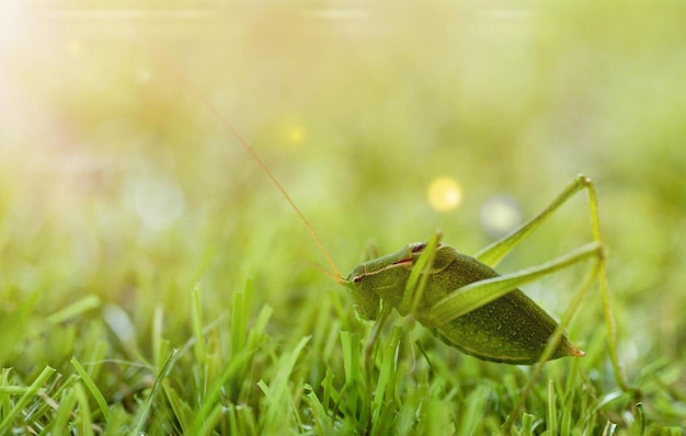 Foto grasshopper op het gras op een zonnige zomerdag