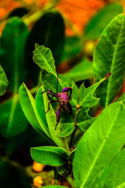 A grasshopper perched on a leaf and a twig