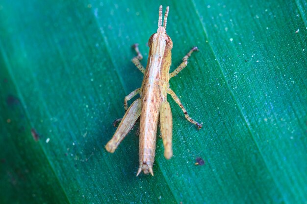 Grasshopper perching on a leaf