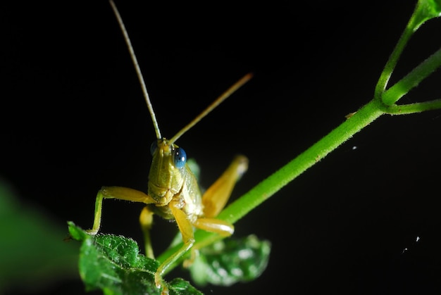 Photo grasshopper perching on a leaf