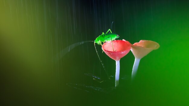 Photo grasshopper on red mushrooms