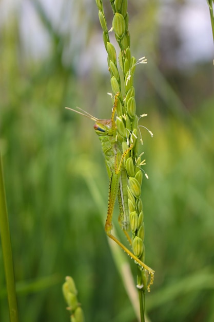 Photo grasshopper and rice grasshopper the rice stalks green background