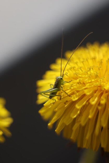 バッタが日光の下でタンポポの花の上に座っています。