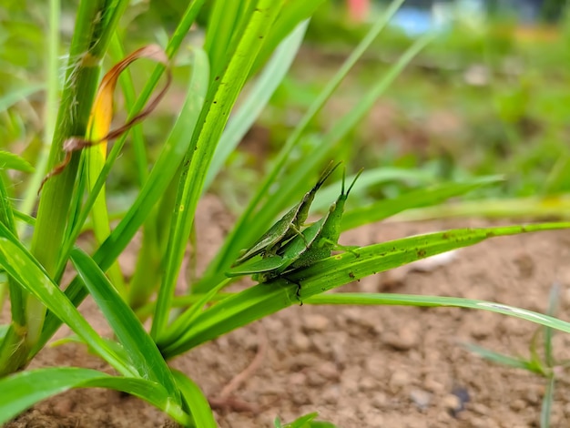 메뚜기 한 마리가 풀밭의 잎사귀에 앉아 있습니다.