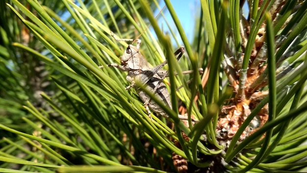 A grasshopper sits in a pine tree.