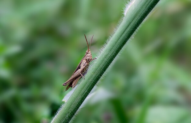 A grasshopper sitting on a green branch close up macro