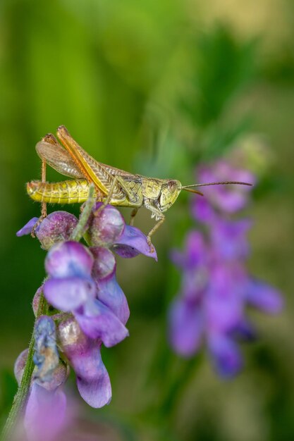 写真 夏の日のマクロ撮影で紫色の花の上に座っているバッタ。