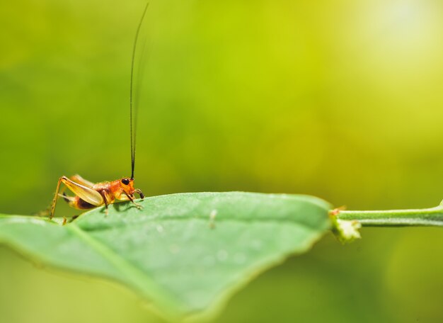 Grasshopper species Hierodula patellifera on a green background blur