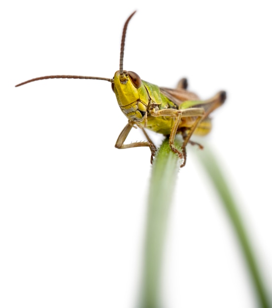 Grasshopper on a stem