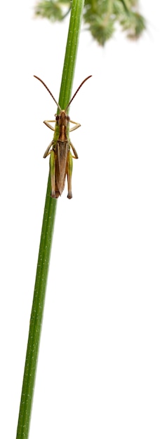 Grasshopper on a stem