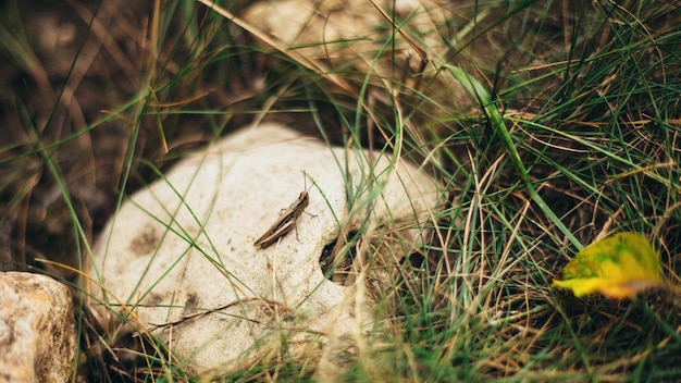 Grasshopper on a stone in the grass