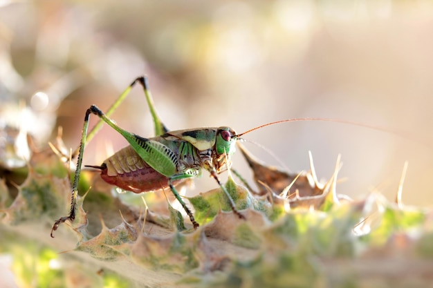 Grasshopper on the thorn