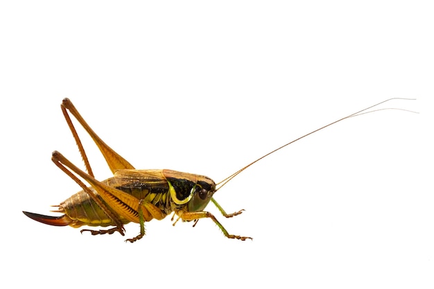 Grasshopper on a white background