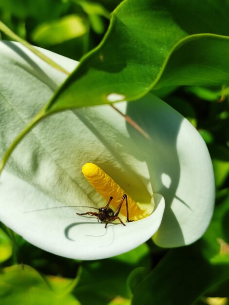 Grasshopper in a white lily