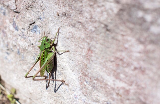 Grasshopper on a white wall with copy space