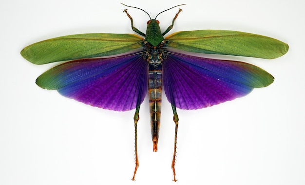 Grasshopper with blue lilac purple green wings isolated on white. Extraordinary beautiful giant