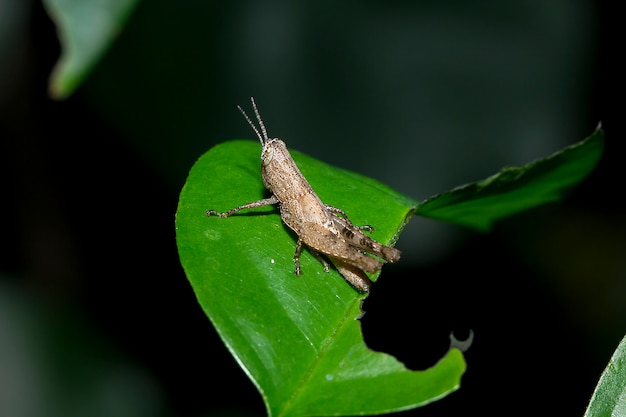 Grasshopper with brown color on the leaves