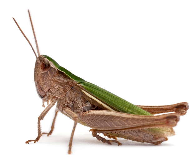 Photo grasshopper