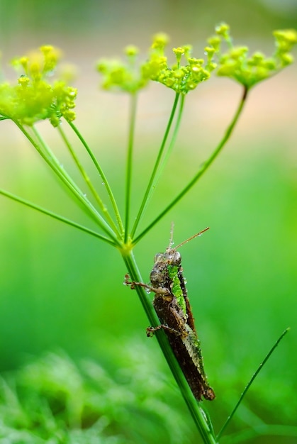 grasshopper