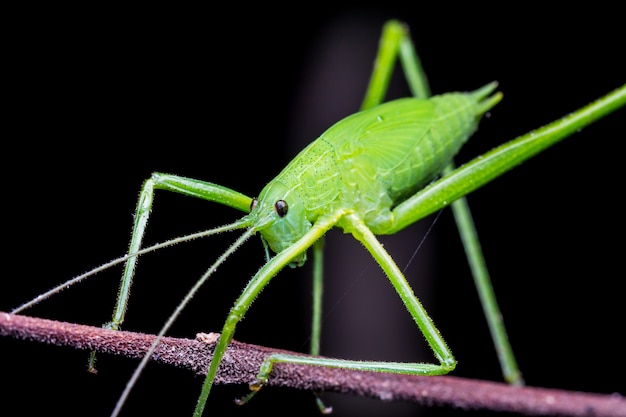 A grasshopper