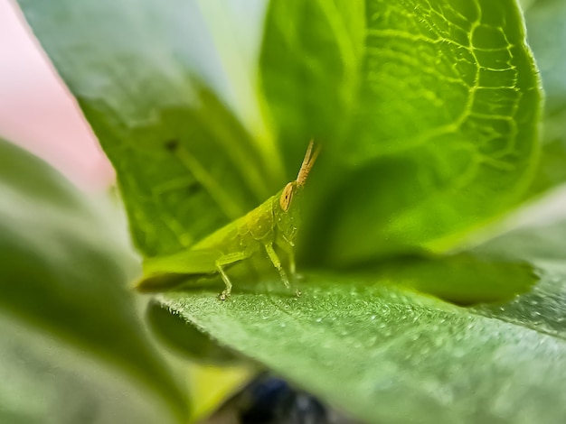 バッタは、Caelifera 亜目に属する昆虫のグループです。