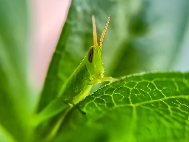 Grasshoppers are a group of insects belonging to the suborder Caelifera perched