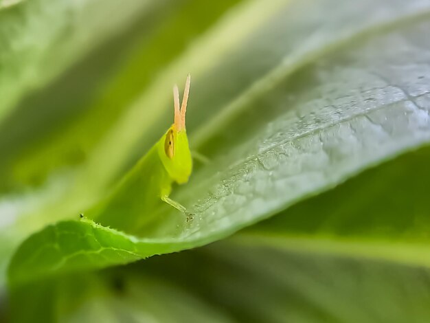 Grasshoppers are a group of insects belonging to the suborder Caelifera perched