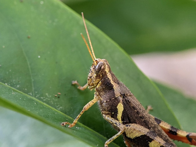 バッタはカイリフェラ亜目に属する昆虫のグループです