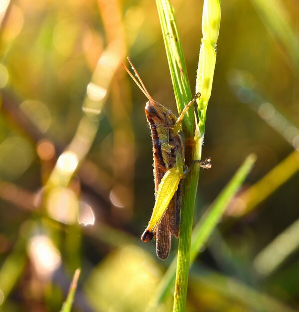 Grasshoppers ears in the morning on the grass