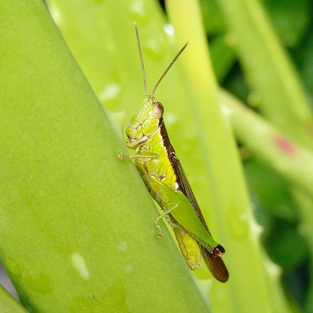 Grasshoppers on the leaves