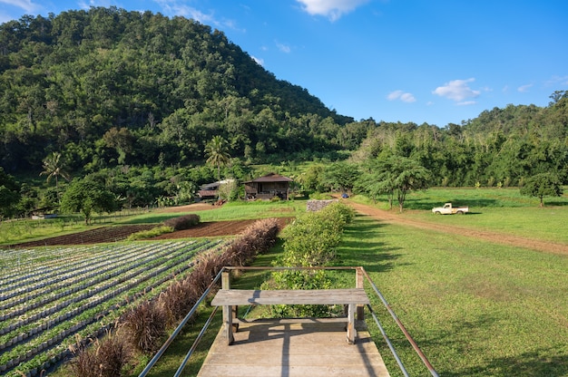 Фото Луг и клубничные поля сад сад с видом на горы. жизнь в сельской местности северного таиланда.