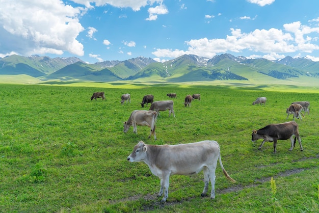 Grassland and bulls under the blue sky