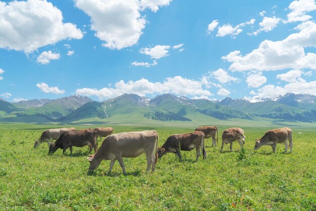 Grassland and bulls under the blue sky