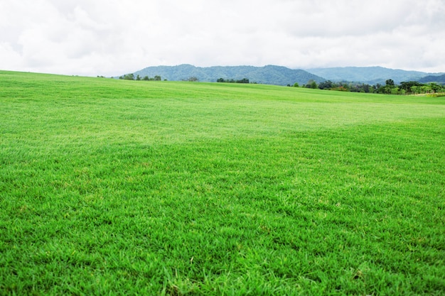 Grassland in the countryside.