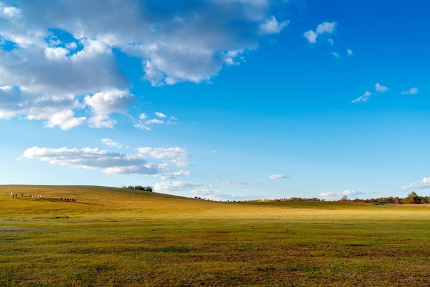 Photo grassland dusk landscape