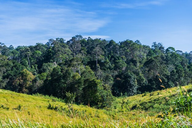 Grassland green meadow and mountains khao yai national park