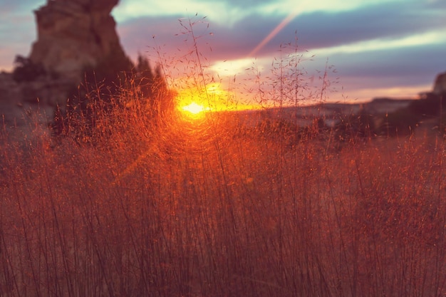 Grassland on sunset